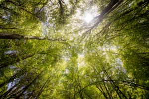 arbres en forêt