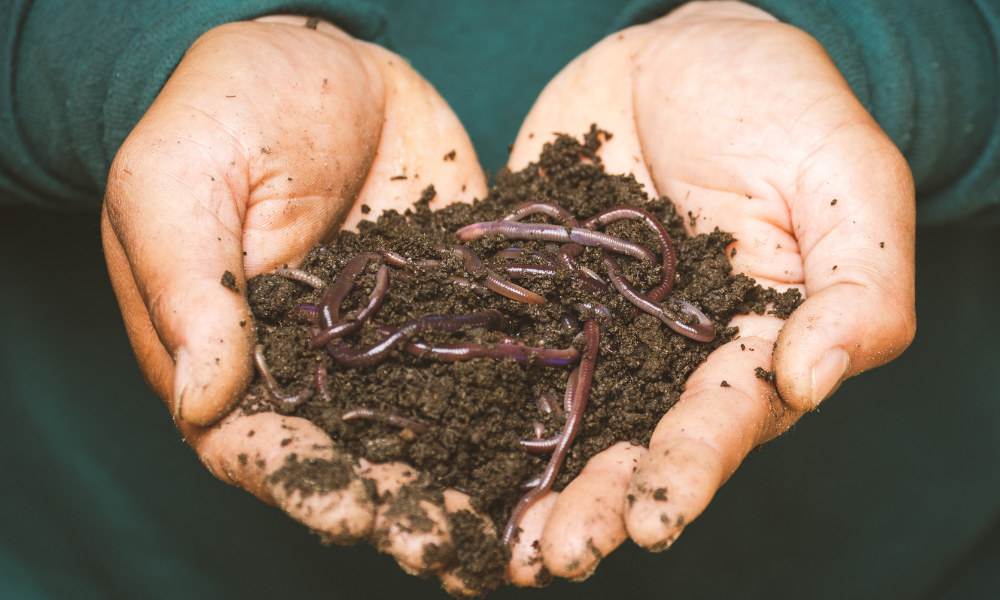 Compost solution eco responsable