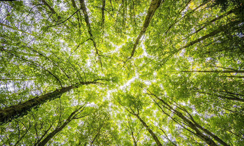 Réduction de l'impact environnemental marque de mode éthique