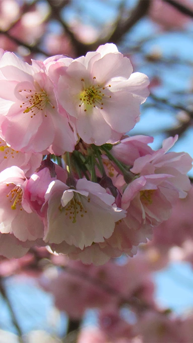 Fleurs cerisier printemps