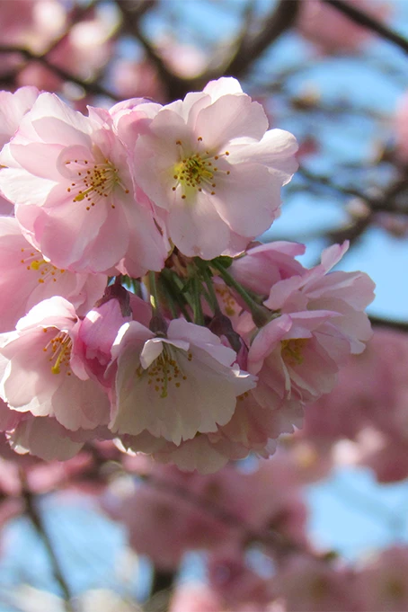 Fleurs cerisier printemps